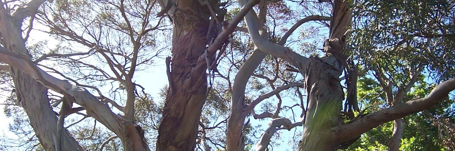 Anna from Burnie aka "Old Lady Cynic" banner