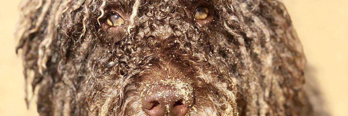 maribrutito's profile banner image