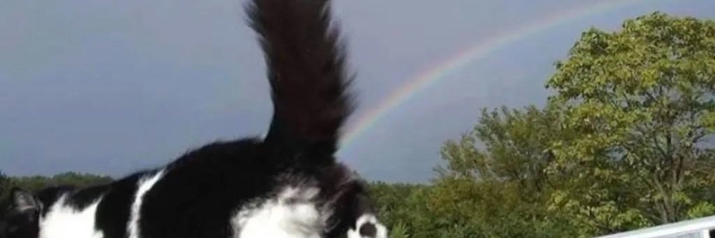 Jubsperre's profile banner image