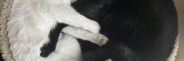 MrHorhe's profile banner image