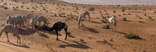 سعد الهاجري banner