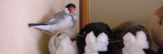 いつか文鳥と banner