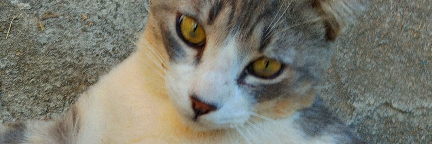 dmok9880's profile banner image