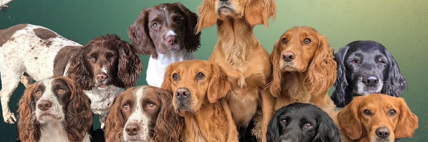 Paws & Reflect Dog Behaviourist & Trainer banner