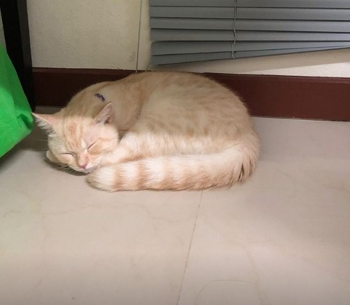 I could be yellow banner