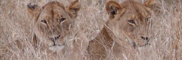 jeanemcc Profile Banner