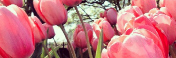E_MWalsh Profile Banner