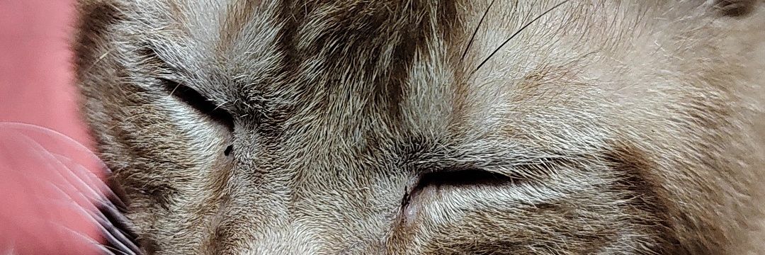 batoto__'s profile banner image