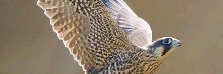 𝕥𝕚𝕞𝕖 banner