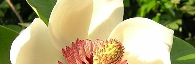 Laureline 👑 banner