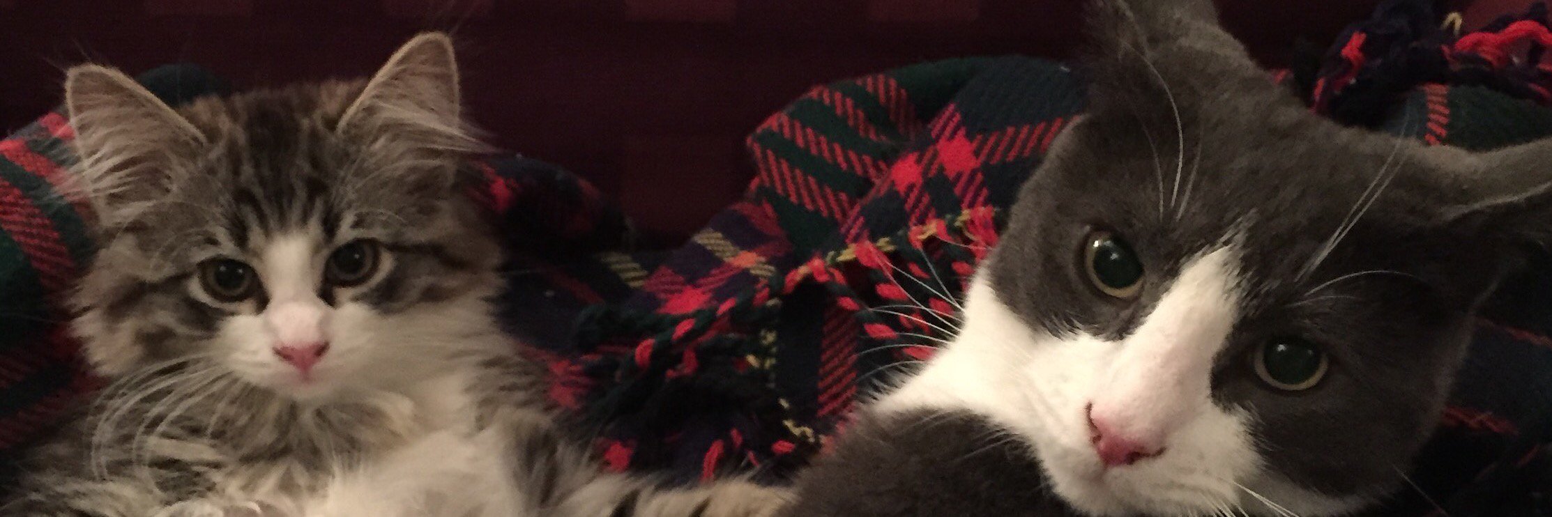 CatLife 🦖🇬🇧🏴󠁧󠁢󠁥󠁮󠁧󠁿🏴󠁧󠁢󠁳󠁣󠁴󠁿 banner