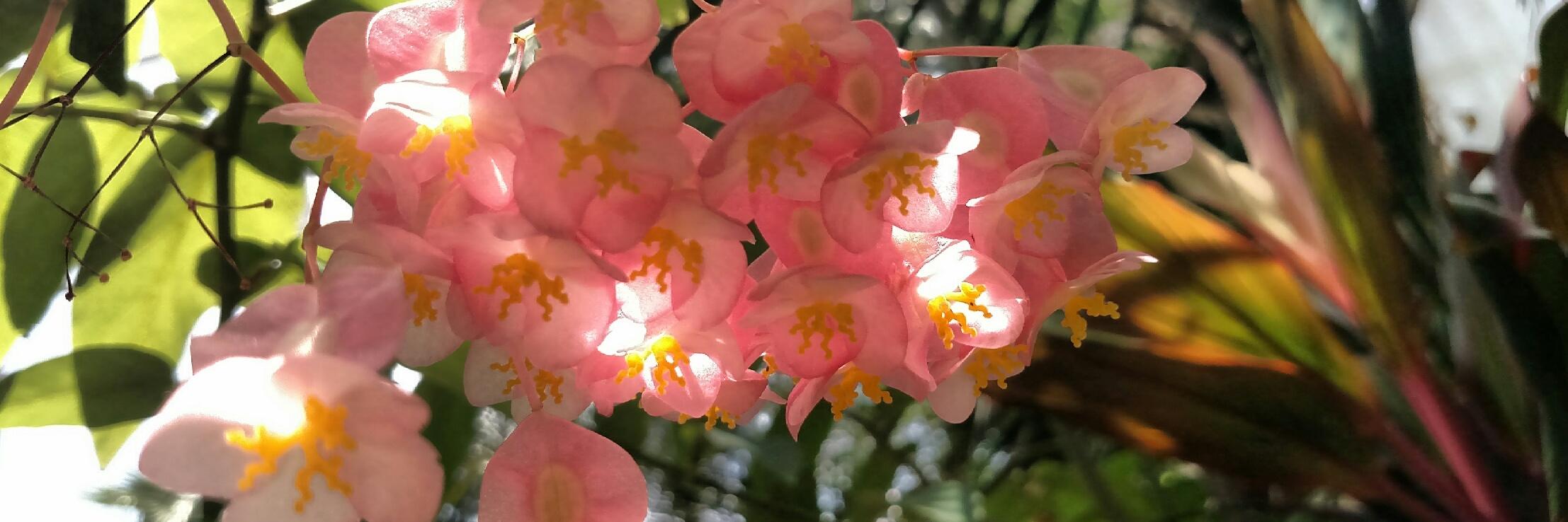 HayzNicole's profile banner image