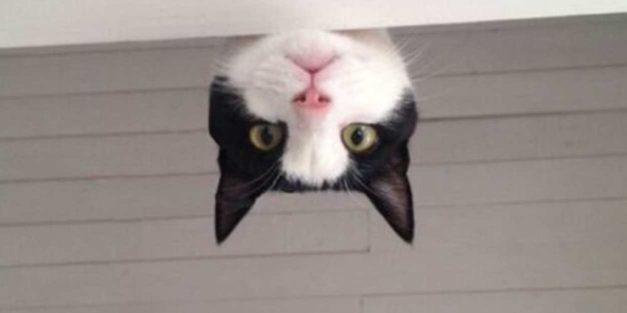 mastykat's profile banner image