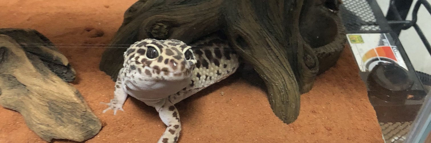 ꧁トミー ꧂ banner