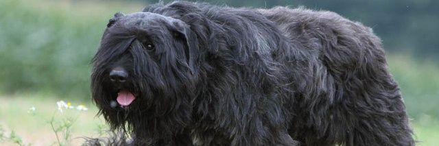 Growing trees... banner