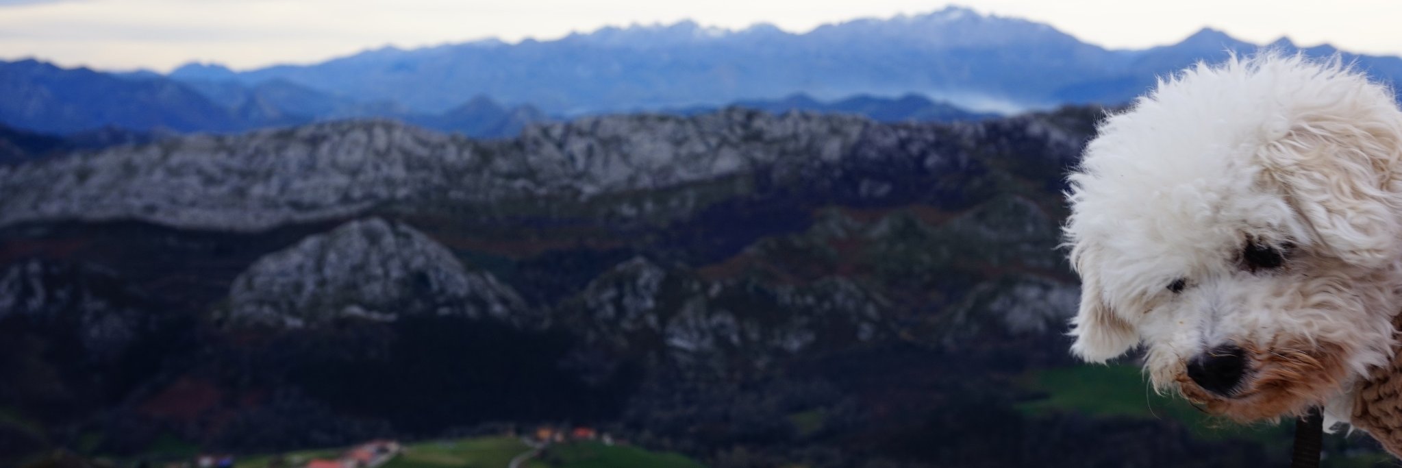 Norah banner