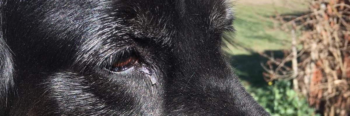 seyditopal's profile banner image