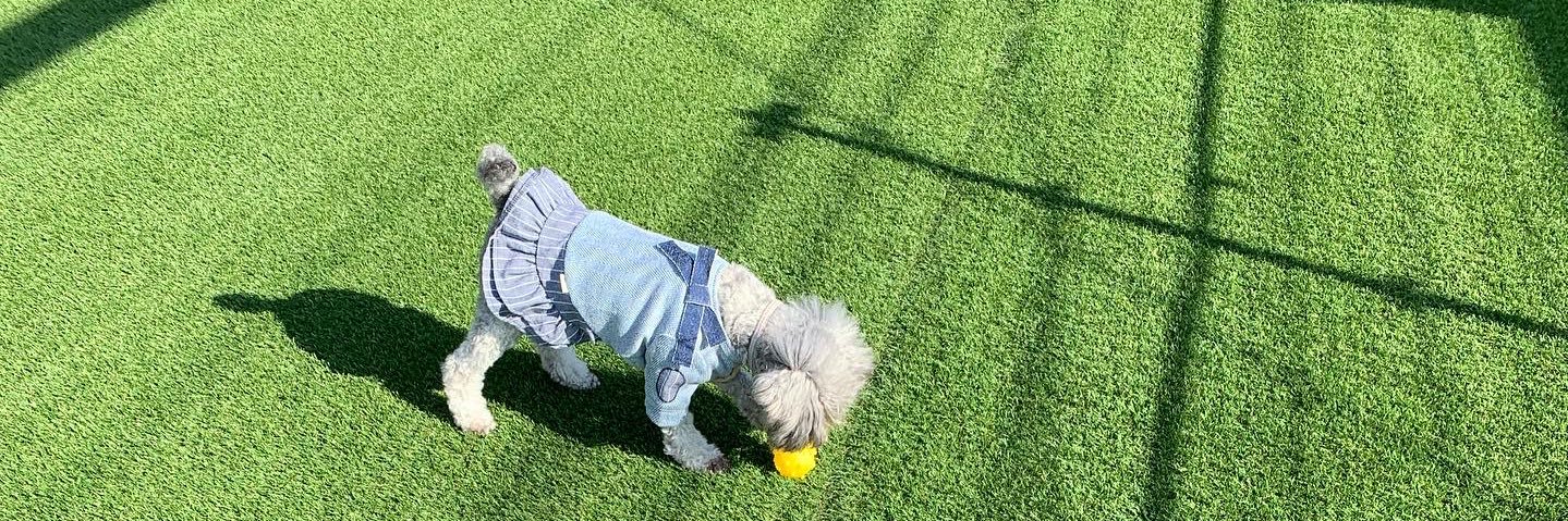 松本ルナ🐩🌙 banner