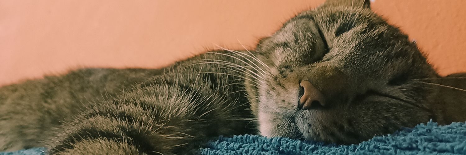 SofiAusas's profile banner image