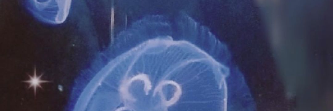 NIINA【LITTLE*BLUE】 banner