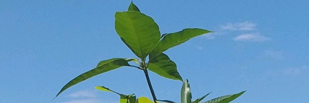 yeisson_leon's profile banner image
