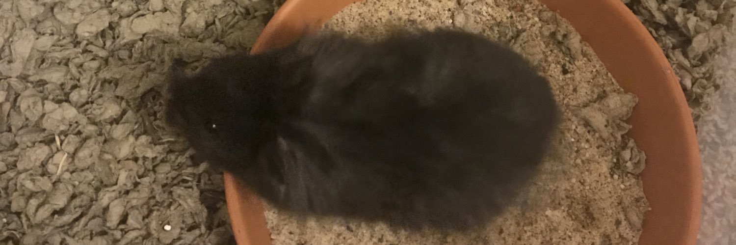 steveshamstery's profile banner image