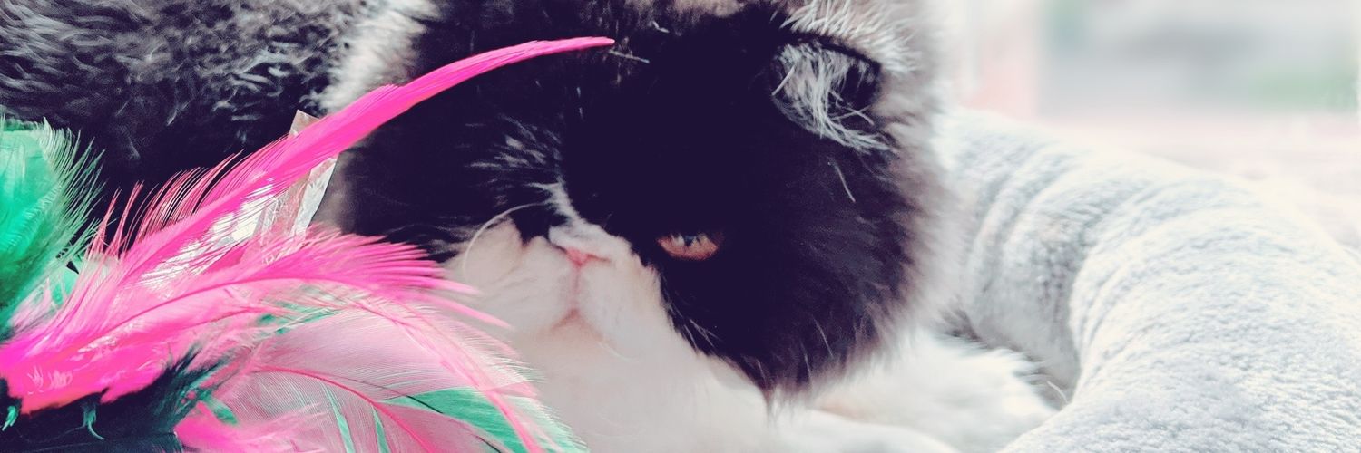 PatryguayE's profile banner image