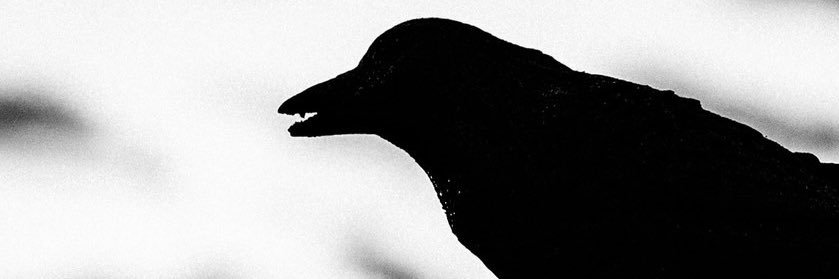 Pando_The_Panda's profile banner image