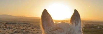 آلُمحآآآآآيد banner