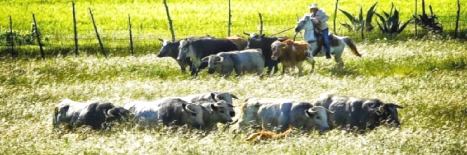 alejandra carvajal glez banner