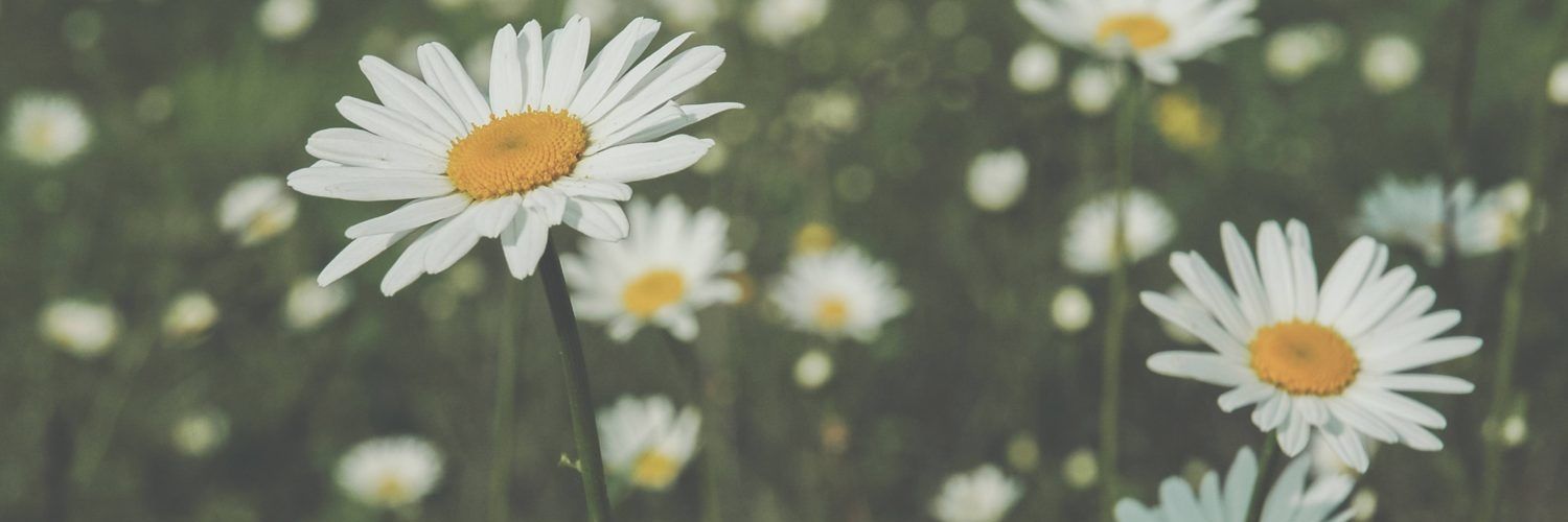 Brankoko banner