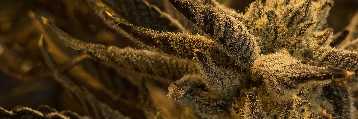 Chri$Doper Michigan banner