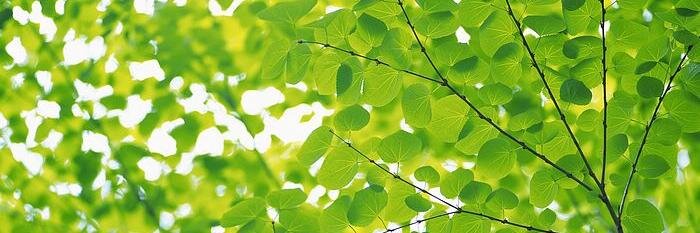 ImGreenAreYou's profile banner image