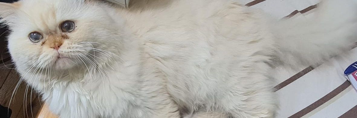 N00SH95's profile banner image