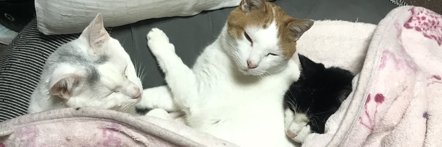 FanFanLOVECATjp's profile banner image