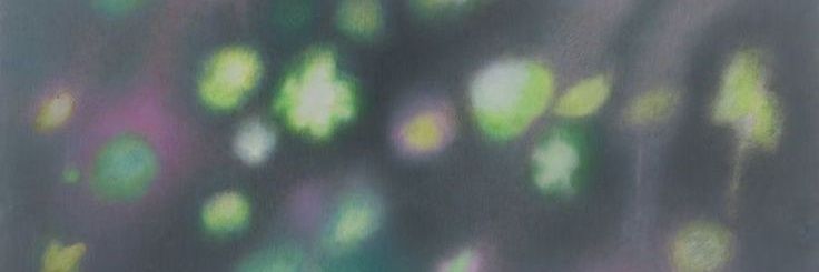 4lillpaws's profile banner image