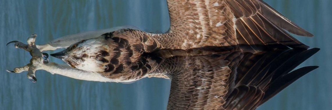 fartchop's profile banner image