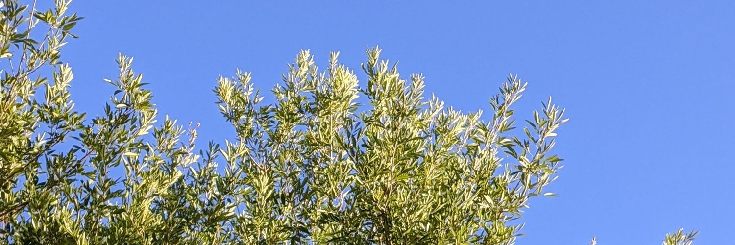 Pablo | FÚ 🌊🍃 banner