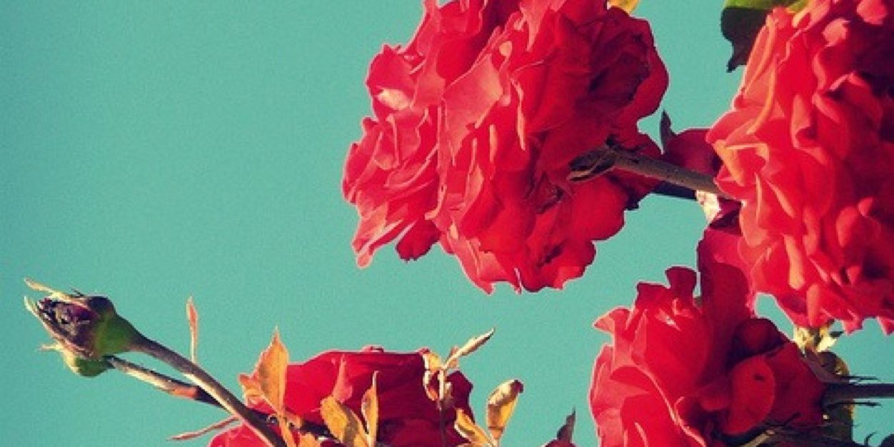 TheWildWhore's profile banner image