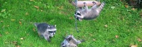 Why you should have a Raccoon's banner