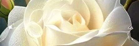 Елена🌹's banner