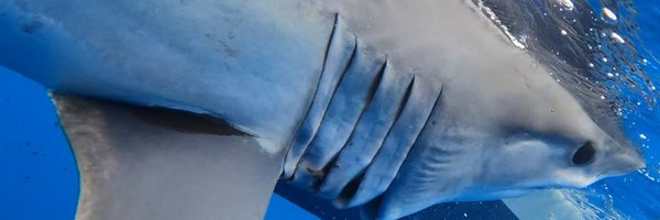 MarBioMatt Profile Banner