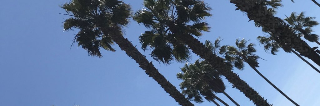 mmonirose_'s profile banner image
