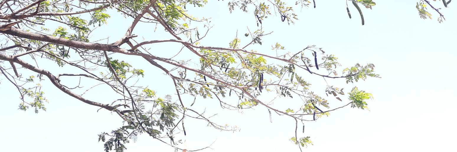 prhndini's profile banner image