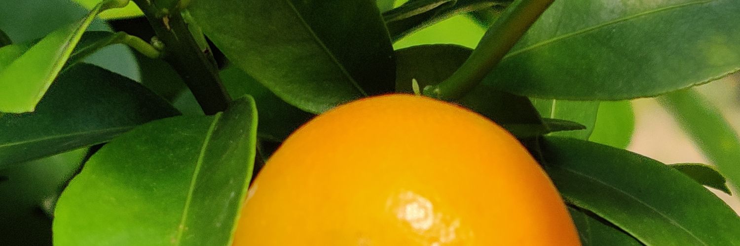 Doudou Kalala banner