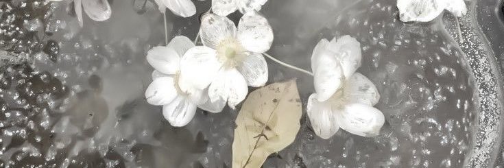 miya. banner