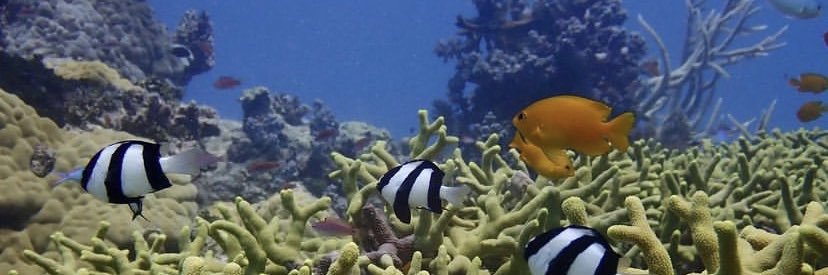 Fraser Brough banner