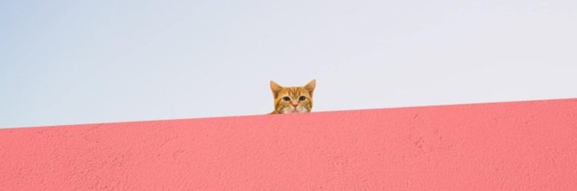niluferavseren's profile banner image