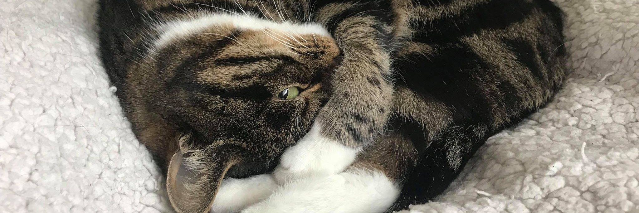 PiccoloTacet's profile banner image