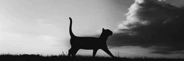 Enryu 🦁☀️🩸⚡️ banner